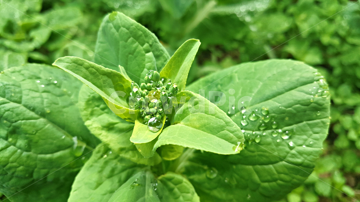 봄동,leaf,잎,plant,식물,빗방울,식물,자연,plants,nature