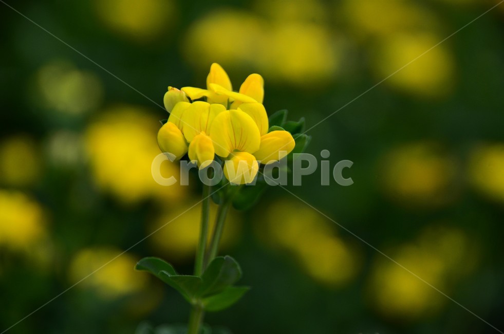 서양벌노랑이꽃,야생화,노랑돌콩,콩과식물,유럽원산,귀화식물,식물,자연,plants,nature,꽃,flower