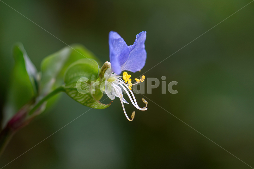 꽃,flower,식물,plant,접사,식물,자연,plants,nature