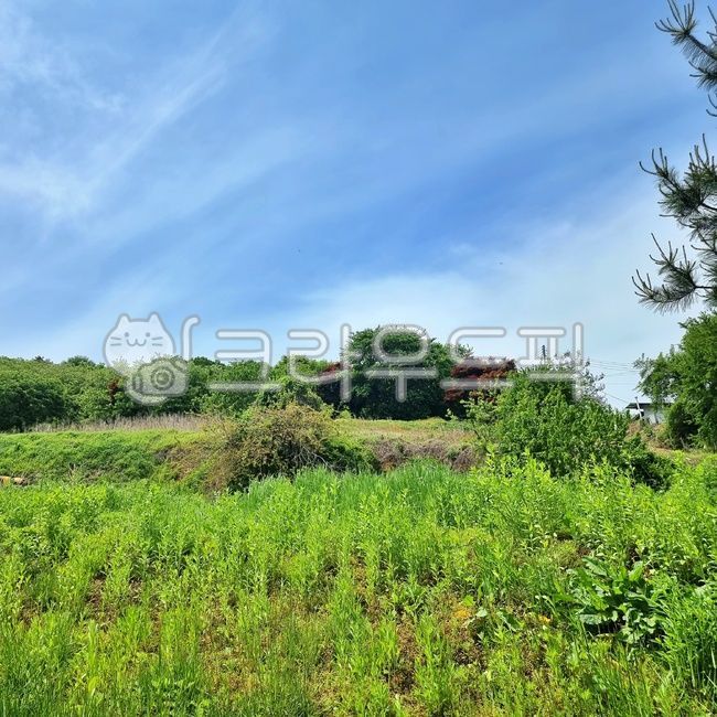 forest,lush tree,vegetation,clouds,champaign,green,sprout,unusual clouds,nature,clear sky,countryside,white clouds,spring scent,leaf,outdoors,field,plant,green spring,Green,Sky blue