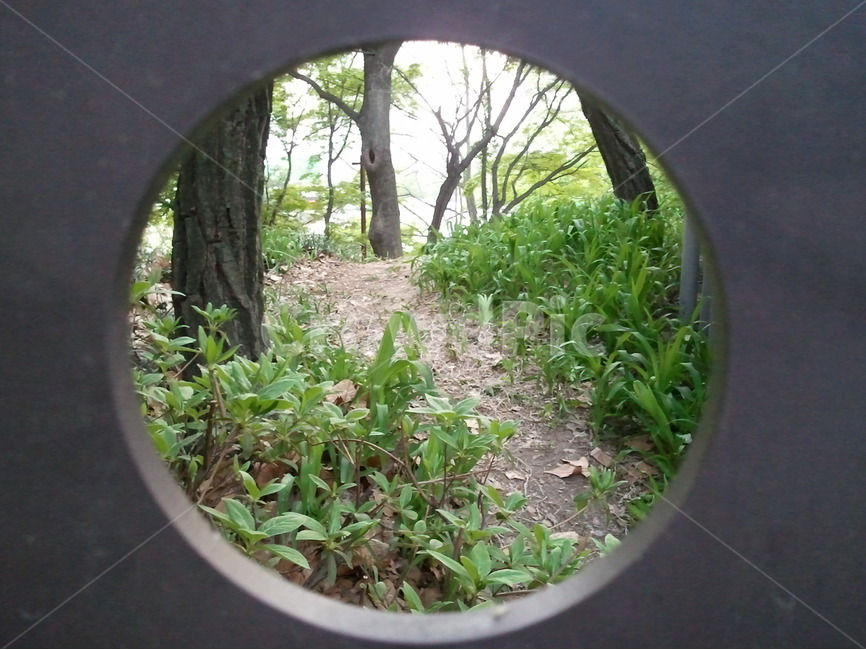전원주택지,야산,떡갈나무,소나무,언덕,식물,자연,plants,nature