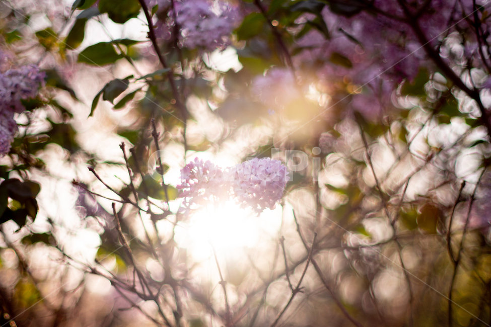 봄,꽃,보라색꽃,라일락,노을,봄,계절,spring,season,식물,자연,plants,nature,꽃,flower,휴식,힐링,rest,relaxation,healing,plant,light,빛,flare,플레어,blossom
