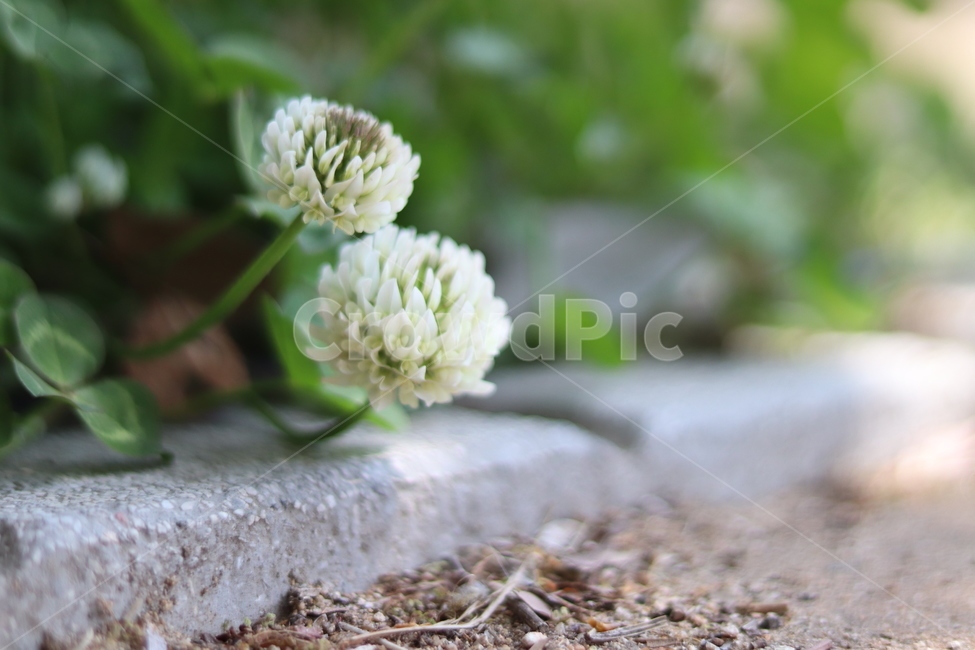 식물,plant,꽃,flower,야생화