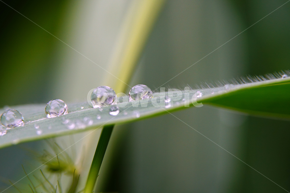 자연,nature,물방울,이슬,아침,아침이슬,풀,풀잎,식물,plants,raindrop,dropofwater,waterdroplet,steam,closeup,클로즈업,macro,메크로,마크로,접사,풍경,landscape,감성사진,감성,식물,자연,plants,nature