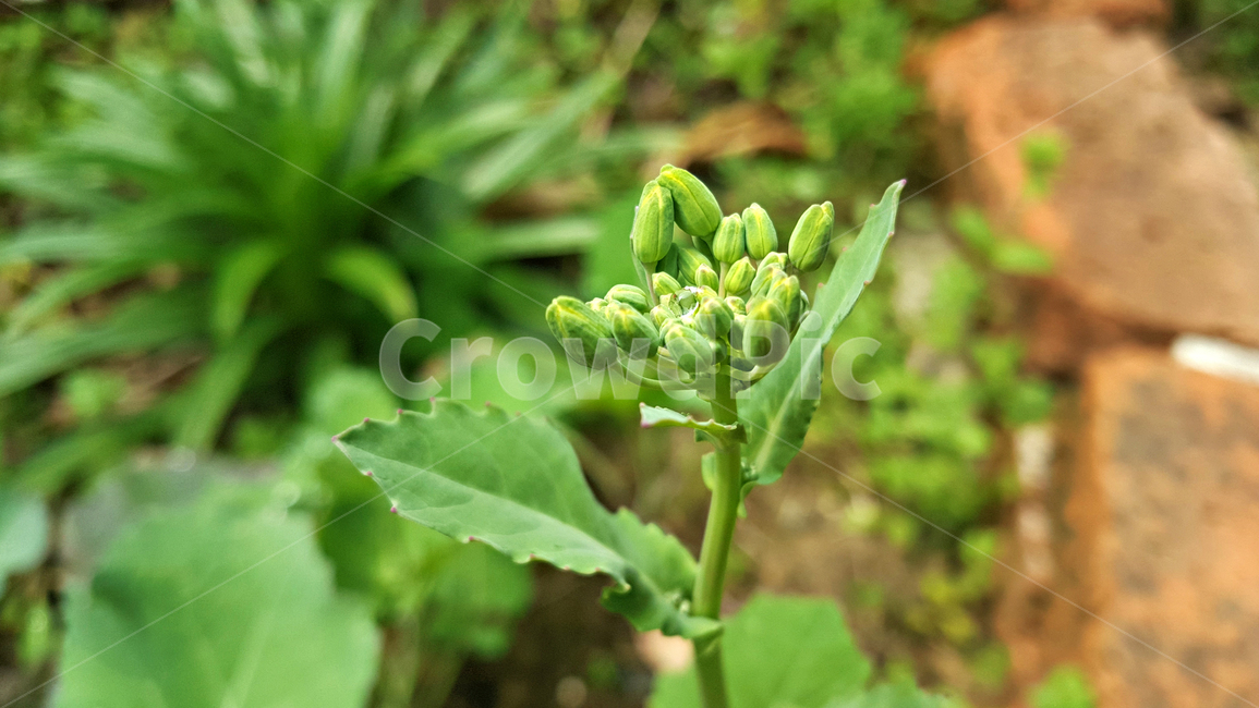 유채꽃망울,꽃망울,plant,식물,blossom,꽃,flower,식물,자연,plants,nature