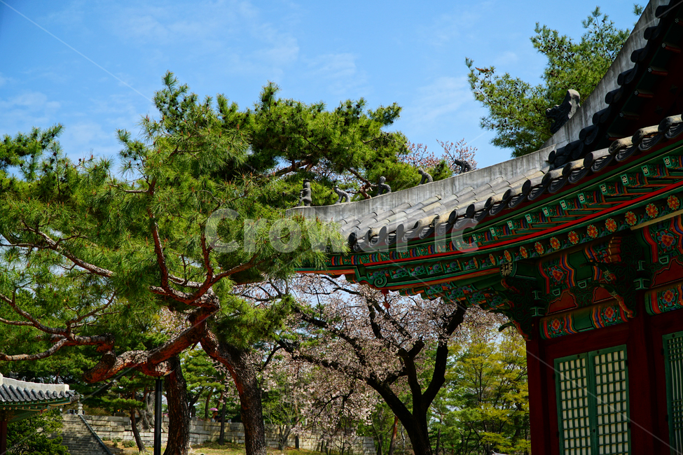 창경궁,벚꽃,벚꽃나무,하늘,봄,서울,한국,대한민국,korea,spring,changgyeonggungpalace,palace,changgyeonggung,seoul,cherryblossom,tree,자연,nature,식물,plants,한국적인,한국자연,한국풍경,경치,landscpae,4월,april,봄꽃,구름,sky,cloud,왕궁,궁전,궁궐,한옥,조선시대,조선왕조,역사,히스토리,문화,문화재,history,정원,건물,건축물,한국전통,전통,한국문화,한국문화재,culturalproperties,culturalassets,한국전통,한국문화,korean traditional,korean culture,건축물,건물외관,exterior,building,structure,architecture,construction