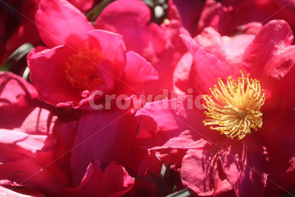 꽃,flower,식물,동백,감성사진,배경화면,빛