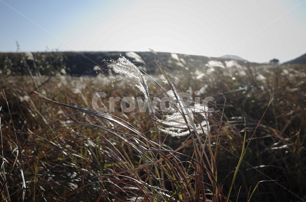 plant,식물,grass,잔디,억새,억새풀,들판,nature,자연,옥외,outdoors,reed,갈대