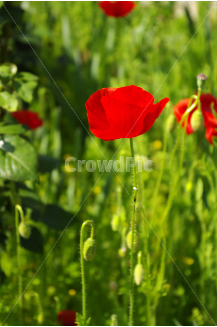 양귀비,꽃,꽃봉오리,flower,color,식물,식물,자연,plants,nature,꽃,flower