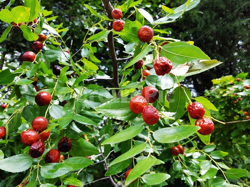 대추,약용식물,가을,나무,약재,한약재,갈매나무과,과일,가을열매,식물,자연,plants,nature,과일,열매,fruit