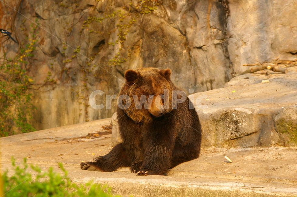 곰,동물,bear,animal,포유류,야생동물,동물,animal,포유류,mammal