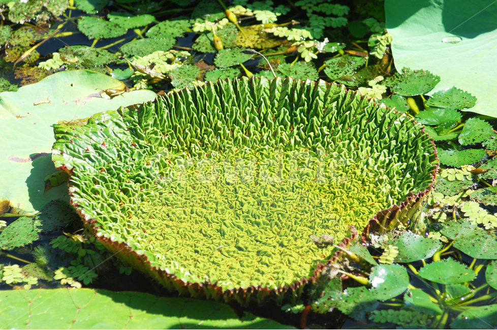 자연,식물,가시연꽃,가시연잎,가시연,수생식물,식물,자연,plants,nature