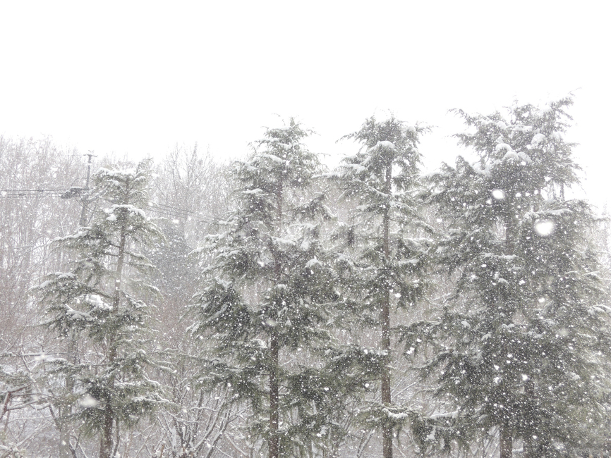 겨울,겨울숲,눈쌓인숲,함박눈,겨울나무,winter,winterforest,winterwoods,winterwoodland,snowcoveredforest,겨울,계절,winter,season