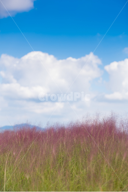 꽃,꽃밭,자연,풍경,식물,들,flower,자연,풍경,nature,landscape,식물,plants,outdoors,옥외,grassland,목초지,field