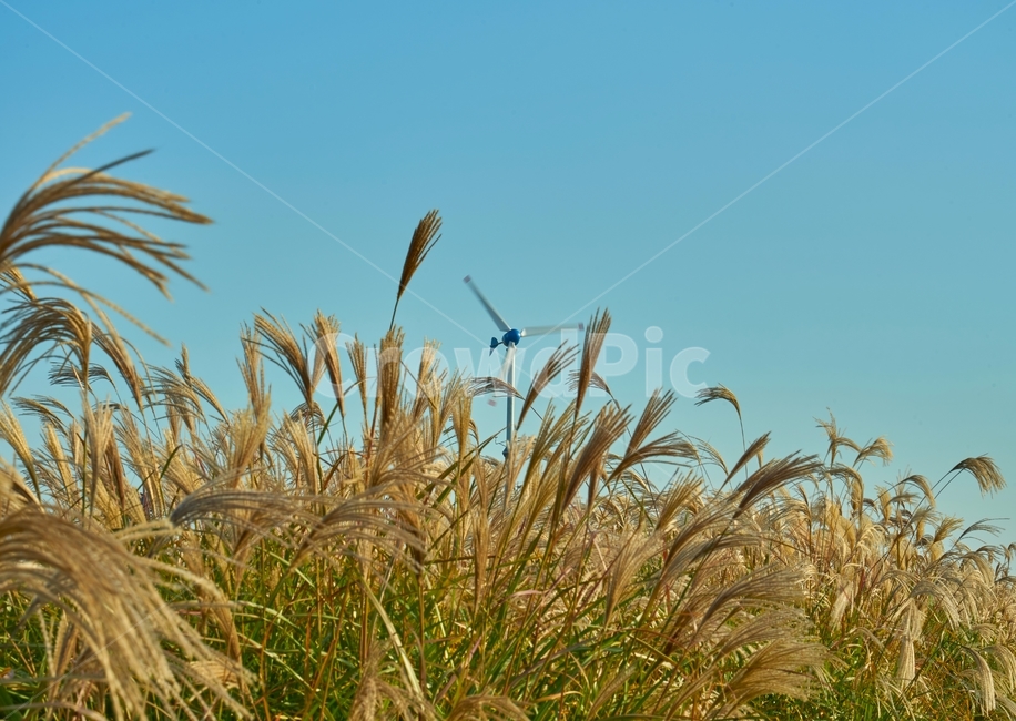 하늘공원,억새,노을,저녁,하늘,가을,계절,fall,autumn,season,grass,잔디,plant,식물,food,음식,vegetable,야채,grain,곡물