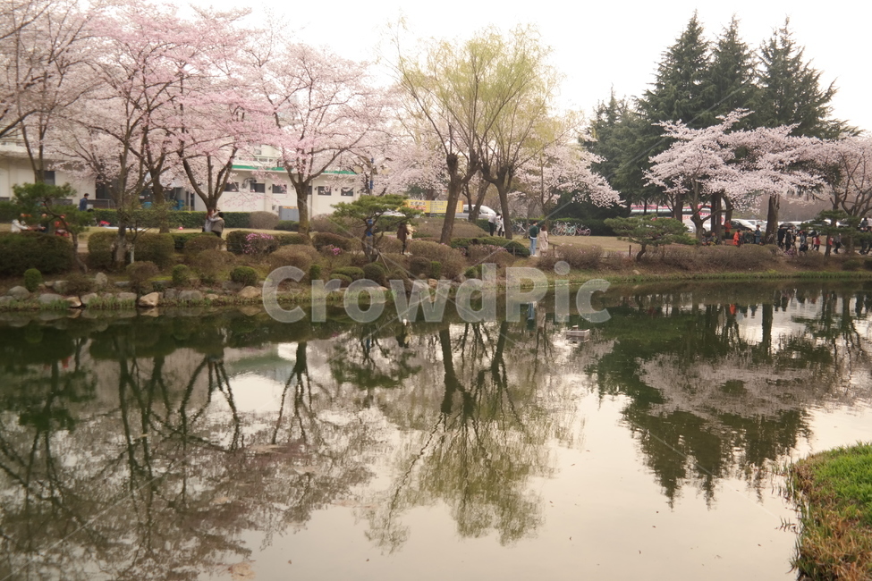 경주,벚꽃,봄,호수,풍경,사랑,계절,spring,season,식물,자연,plants,nature,flower,하늘,감성,휴가