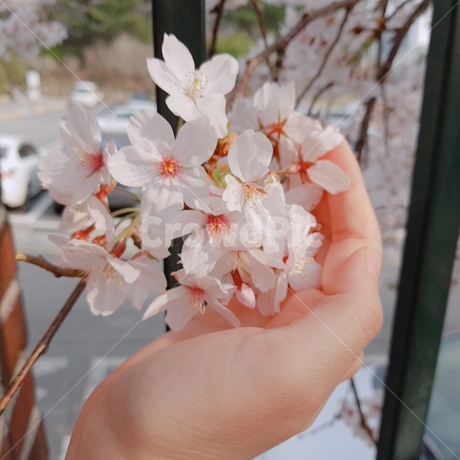 벛꽃,식물,핑크,분홍색,분홍,봄,나무,배경화면