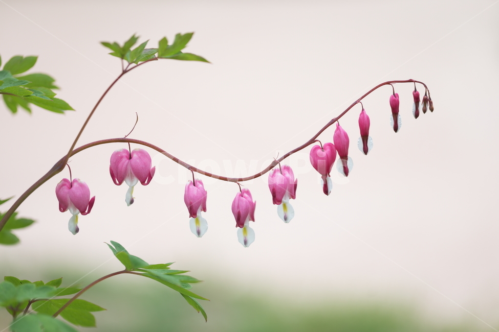 금낭화,꽃,플라워,flower,dicentra,식물,식물,자연,plants,nature,꽃,flower,감성,sensible,feeling