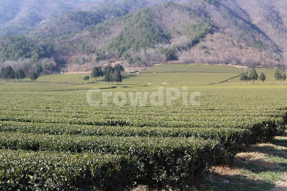 보성녹차밭,녹차,greentea,greenteaplantaion,outdoors,옥외,nature,자연,농업,농사,agriculture,farming,farming industry