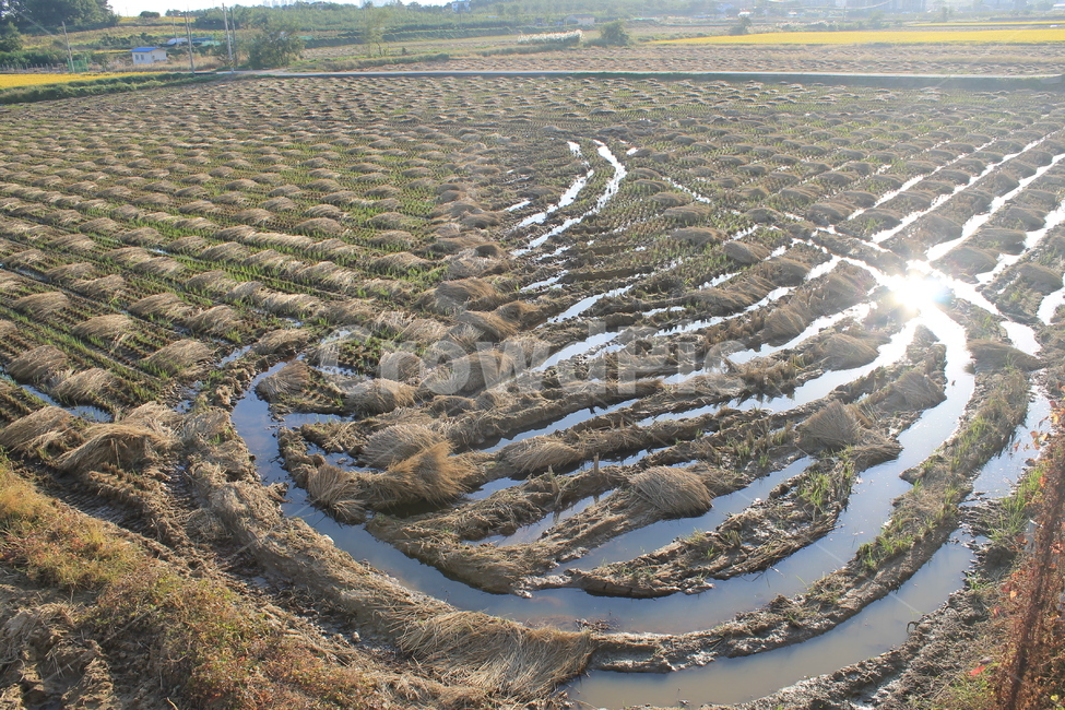 자연,논,추수,가을,가을추수,볏단,볏짚,nature,harvest,ricesheaf,sheafofrice,ricefield,ricepaddy,autumn,fall,가을,계절,fall,autumn,season,농업,농사,agriculture,farming,farming industry,soil,흙