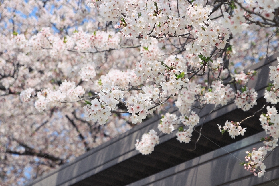 봄,계절,벚꽃,꽃,자연,봄,계절,spring,season,식물,자연,plants,nature,꽃,flower,plant,blossom