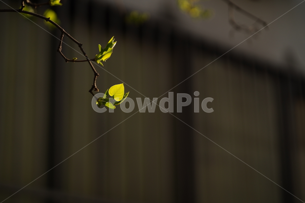 봄,계절,느낌,감성,식물,생명,생물,자연,잎,화사,식물,자연,plants,nature