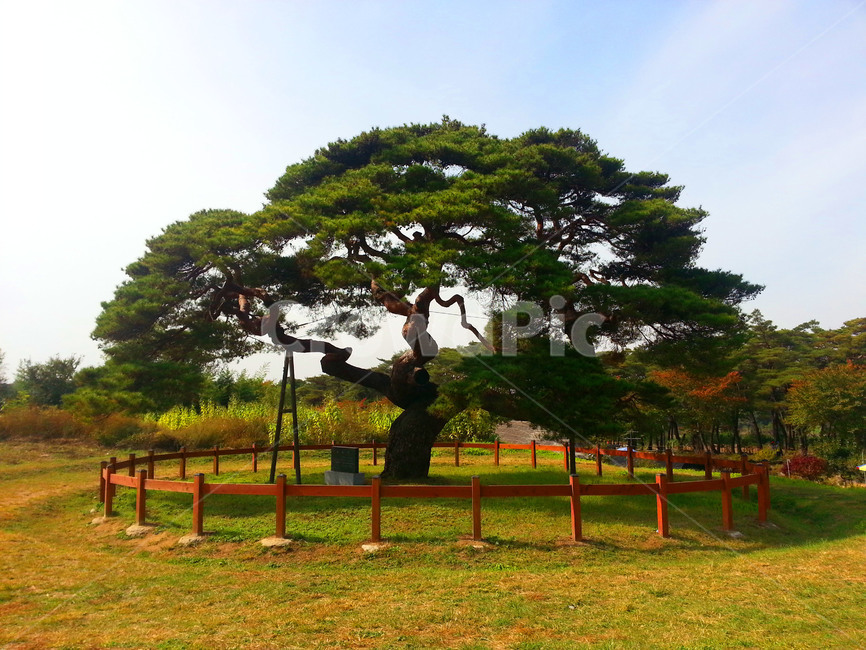 안동,하회마을,안동하회마을,유네스코,역사마을,나무,식물,자연,plants,nature,나무,trees,wood