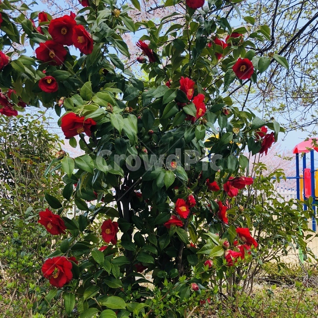 꽃,나무,숲,풍경,빨간색,식물,자연,plants,nature,꽃,flower