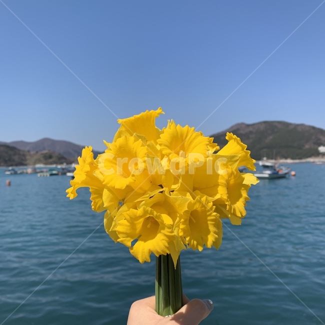 꽃,수선화,꽃다발,풍경,바다,감성