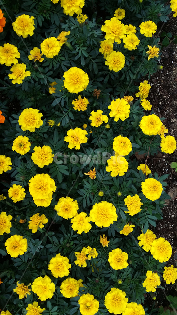 꽃,화단,꽃다발,꽃잎,노란꽃,화사한,아름다운,잎,잎사귀,plant,식물,flower,맨드라미,식물,자연,plants,nature,꽃,flower