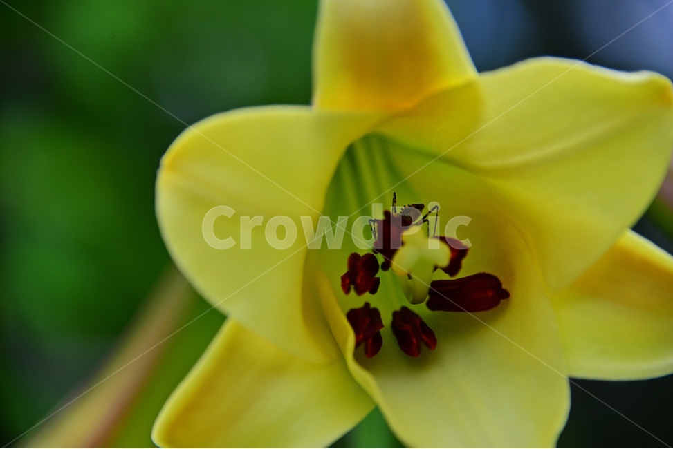 plant,식물,blossom,flower,꽃,leaf,잎,황근