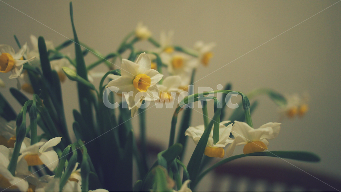 수선화,자연,하얀꽃,꽃,감성사진,식물,자연,plants,nature,꽃,flower,실내용화초,화분,화초,house plant,감성,sensible,feeling,인테리어,실내디자인,interior design
