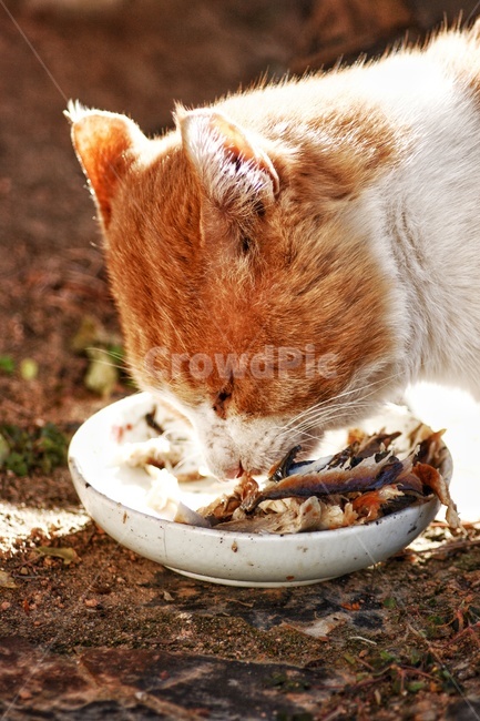 pet,animal,동물,고양이,길고양이,포유류,cat,동물,animal,포유류,mammal,고양이,cat,kitten,kitty
