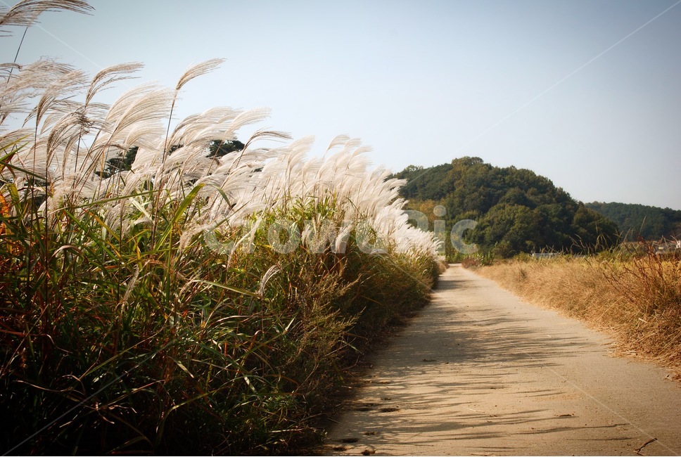 갈대,시골길,들판,풍경,가을,시골,산,논,밭,country,reed,fall,landscape,mountain,ricefield,field,가을,계절,fall,autumn,season,자연,풍경,nature,landscape,grass,잔디,plant,식물,lawn