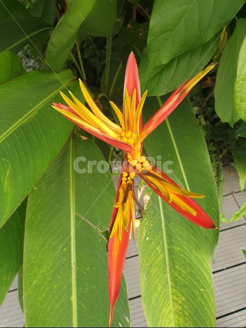 베트남야생화,야생화,봄꽃,베트남꽃,특이한꽃,식물,자연,plants,nature,꽃,flower