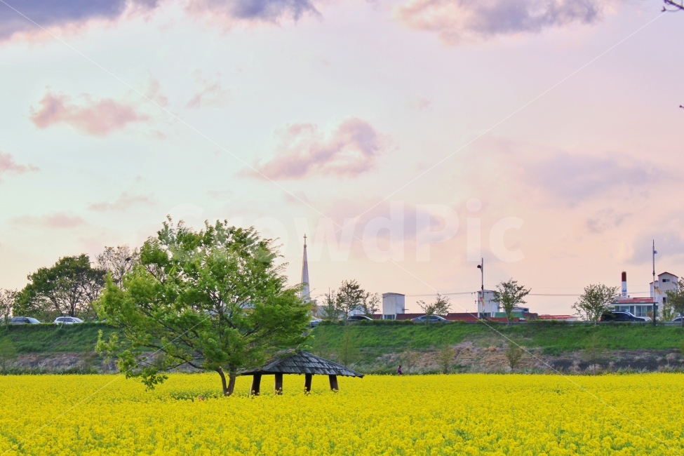 유채꽃,꽃,노랑색,정자,축제,자연,풍경,nature,landscape,봄,계절,spring,season,field,들,outdoors,옥외,grassland,목초지