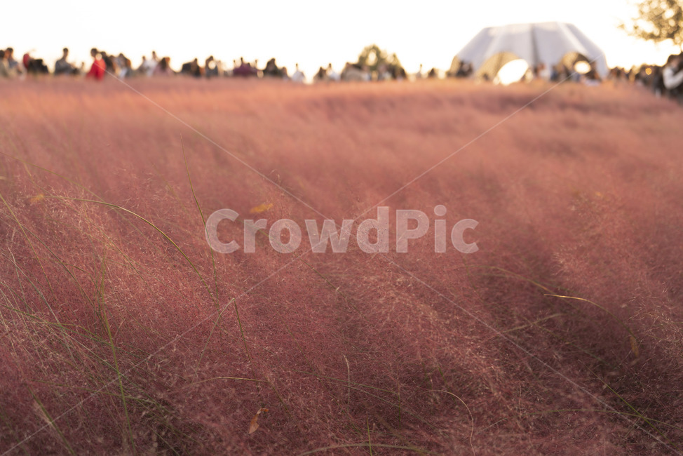 핑크뮬리,공원,감성사진,오후,해지는,태양,빛,가을,계절,fall,autumn,season,field,들,grassland,목초지,outdoors,옥외,nature,자연