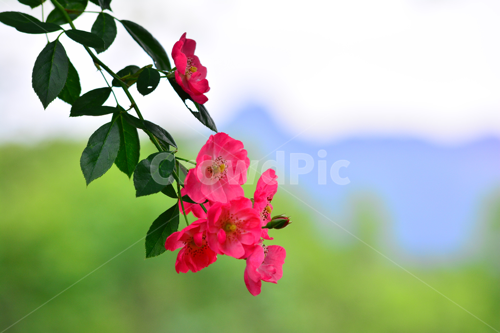 장미꽃,넝쿨장미,로즈,빨강색,flower,rose,beautiful,red,분위기,감성,느낌,emotion,sensible,feeling,macro,접사,클로즈업,closeup,예쁜꽃,가을장미,한송이,잎새,식물,자연,plants,nature,꽃,flower