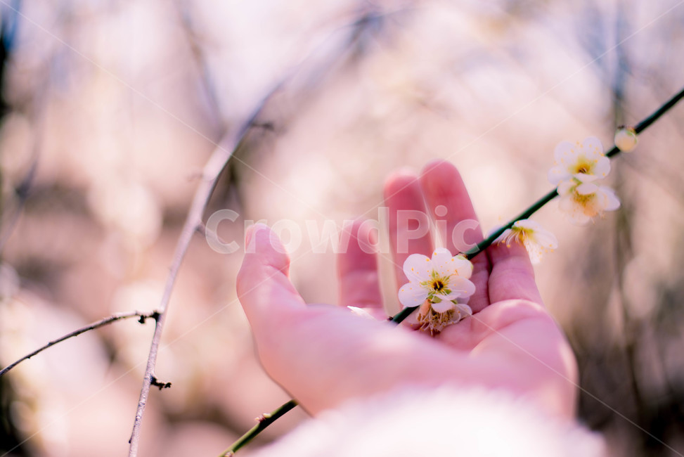 매화,매화나무,식물,손바닥,꽃,봄,계절,spring,season,꽃,flower,사람,인물,인간,human,person,신체일부,몸,body,감성,sensible,feeling,plant