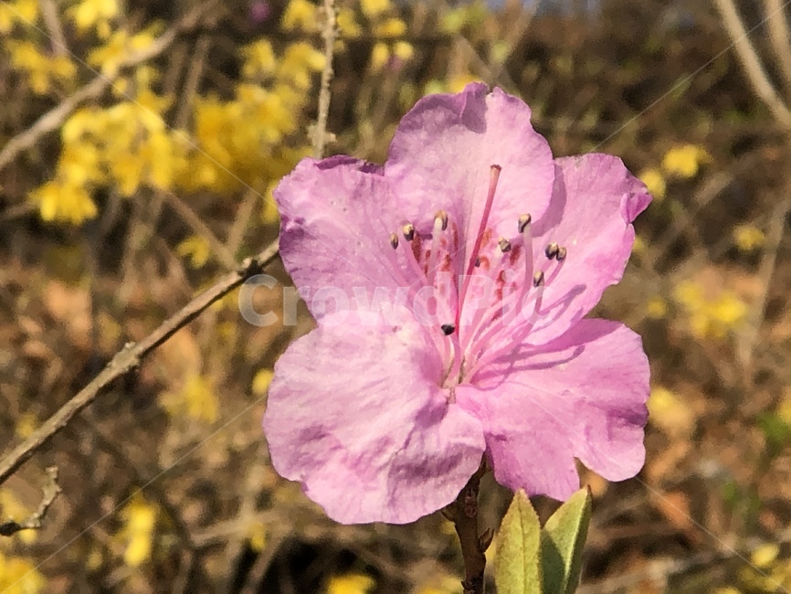 꽃,flower,식물,plant,봄
