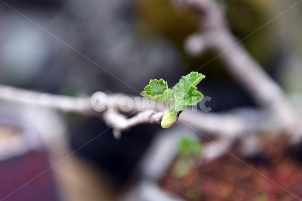 식물,꽃,감성사진,자연,flower,꽃사진,봄,봄꽃,계절,빗방울,비,감성,4월,spring,힐링,자연풍경,풍경,봄,계절,spring,season,식물,자연,plants,nature,plant