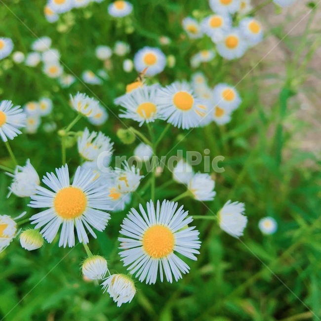 꽃,자연,들꽃,예쁨,flower,식물,자연,plants,nature,꽃,flower