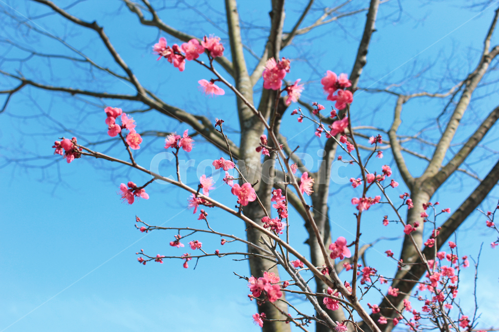 홍매화,매화,꽃,봄,flower
