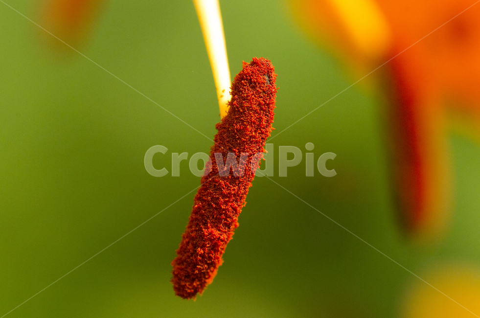 참나리,수술,꽃밥,꽃가루,식물,여름
