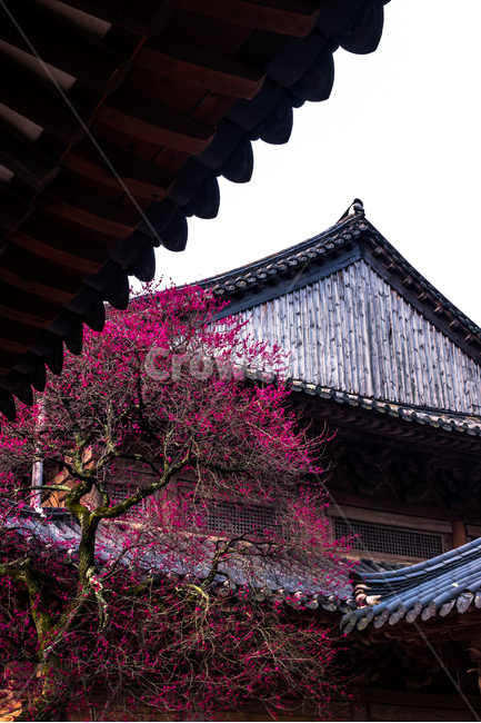 화엄사,매화,봄,구례,사찰,봄,계절,spring,season,한국전통,한국문화,korean traditional,korean culture,식물,자연,plants,nature,나무,trees,wood,종교,신앙,religion,belief,faith,건축물,건물외관,exterior,building,structure,architecture,construction