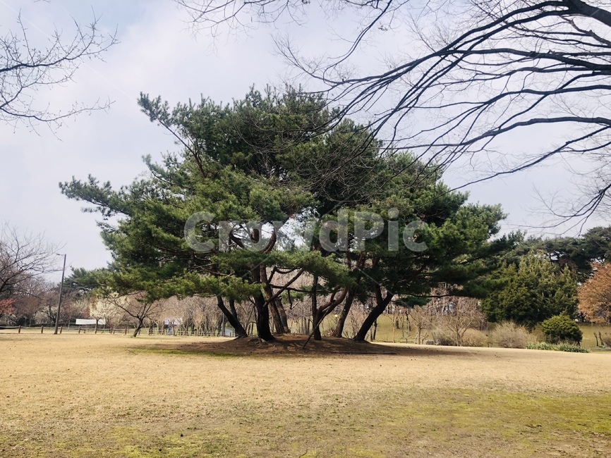 나무,소나무,큰나무,푸른나무,동산,봄,산책,자연,식물,tree,plant,pine,pinetree