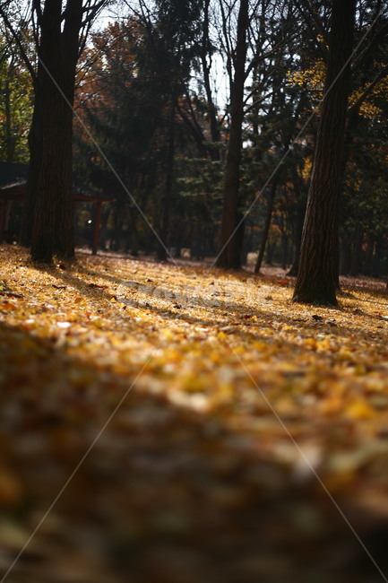 tree,나무,plant,식물,나무줄기,공원,자연,단풍,가을,계절,fall,autumn,season,자연,풍경,nature,landscape