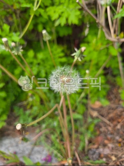 민들레,민들레씨,식물,열매,쌍떡잎식물,들꽃,야생화,홀씨