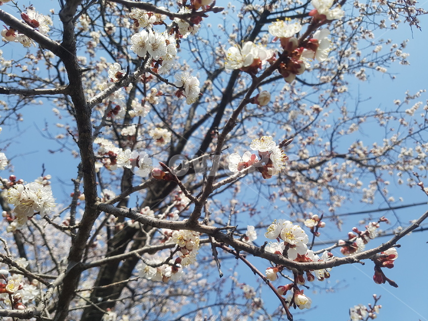 봄,spring,flower,벚꽃,벚꽃축제,파란,밝은,따사로운,따뜻한,햇살,봄,계절,spring,season,식물,자연,plants,nature,꽃,flower,plant,blossom