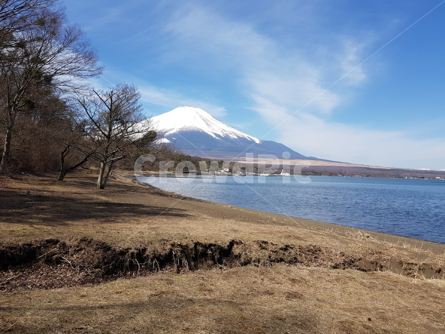 맑은후지산,후지산,눈덮힌후지산,후지산겨울,겨울후지산,후지산호수,야마나카호수,야마나카호,나무,산,물,호수,겨울산,산중호,물가,맑은하늘,파란하늘,하늘,구름,겨울호수